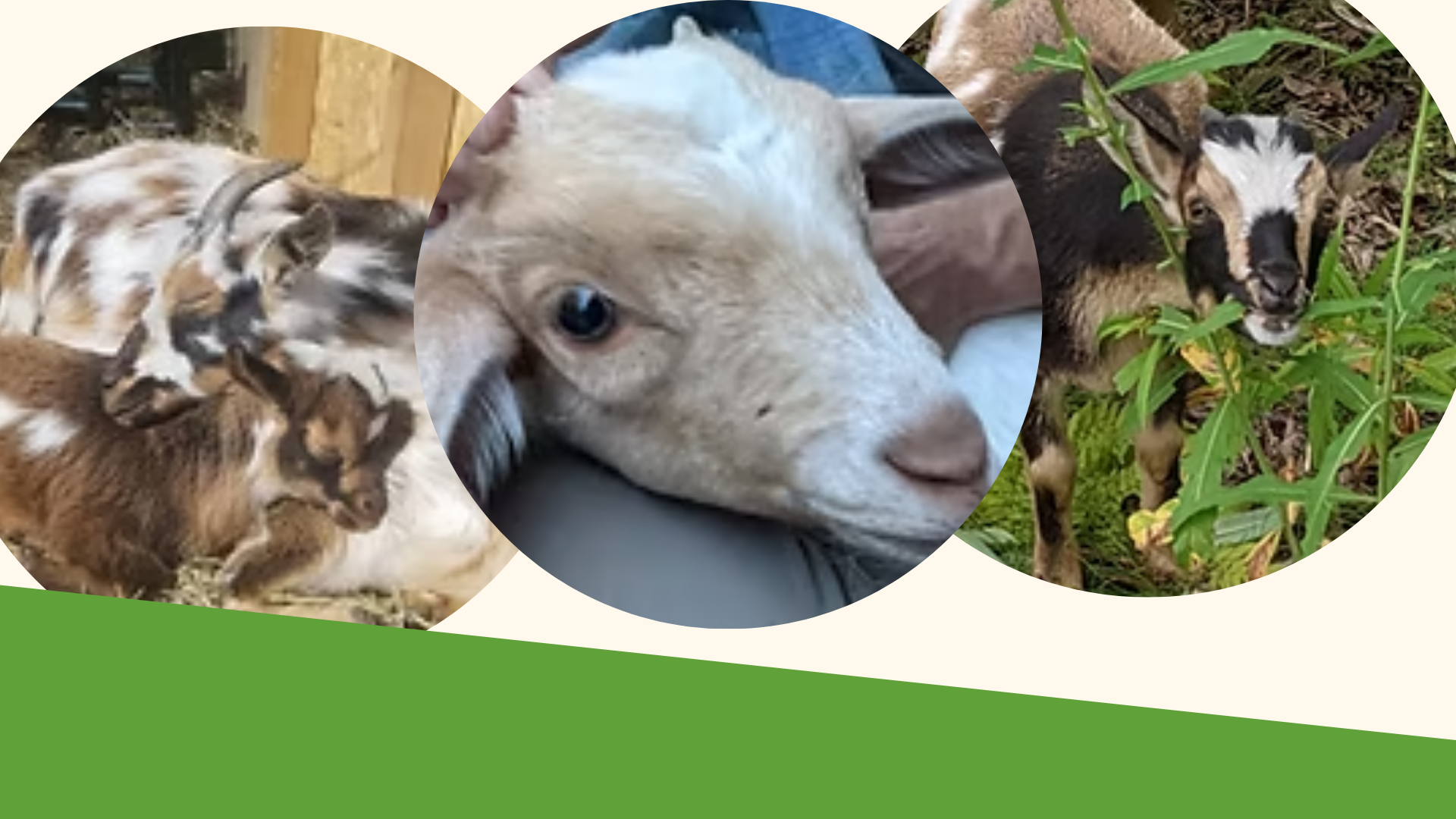 Meet and Greet with Goats at Gerrish