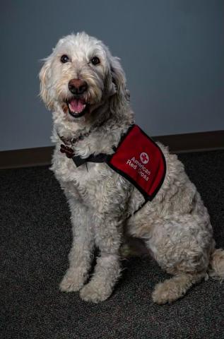 Gracie-Therapy Dog